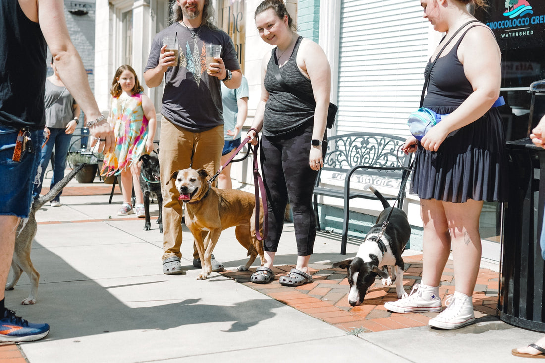 Spring Allergies Got Your Dog Scratching? Here's What Actually Helps (From a Canine Nutritionist)