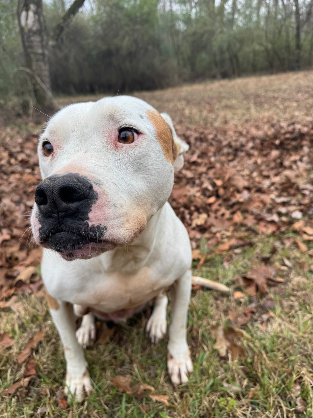 When seasons change, your dog can feel it too