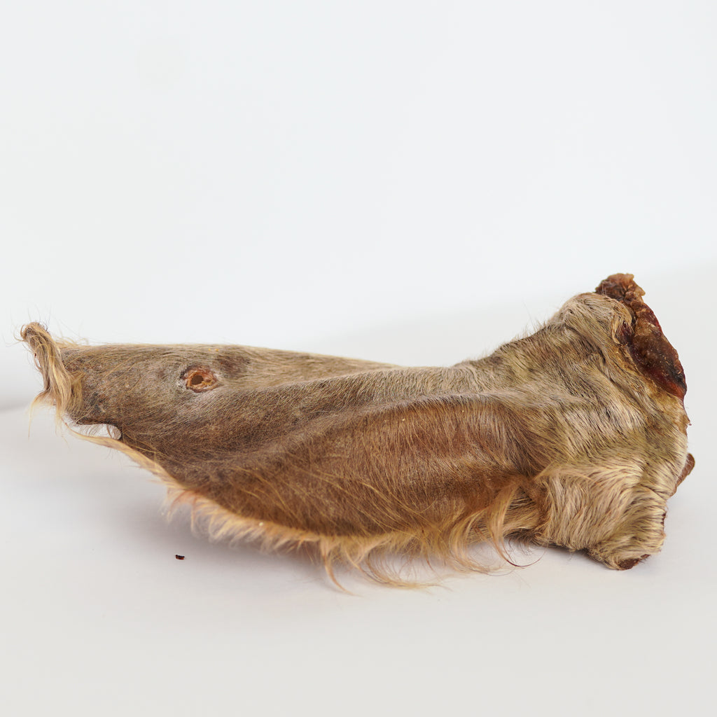 Cow Ear (With Hair)